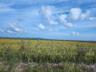 별빛나그네화성님의 벼 · 영농일지 작성글 사진