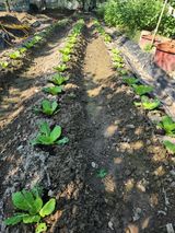 팜모닝 배추·영농일지 게시글 이미지