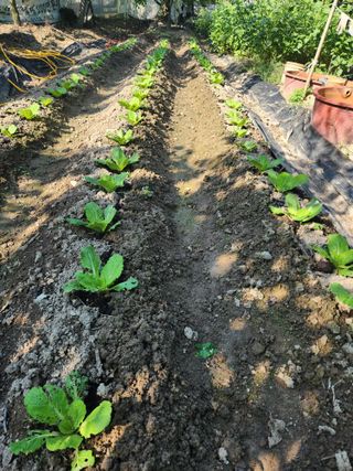 알 수 없음님의 배추 · 영농일지 작성글 사진