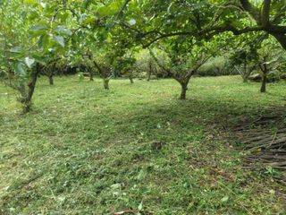 이용찬 열매마농원님의 매실 · 영농일지 작성글 사진