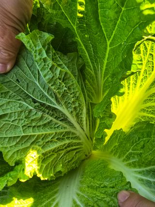 김상민님의 배추 · 영농일지 작성글 사진