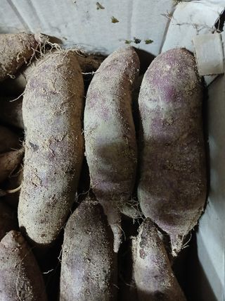 강지현님의 고구마 · 영농일지 작성글 사진