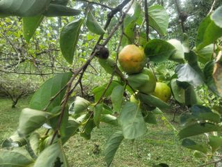 이용찬 열매마농원님의 매실 · 영농일지 작성글 사진