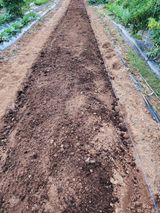 팜모닝 마늘·영농일지 게시글 이미지