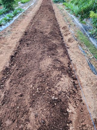 조선된장님의 마늘 · 영농일지 작성글 사진