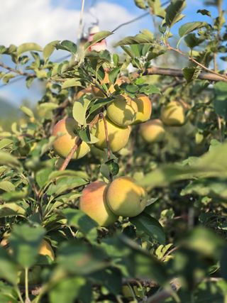 최동구님의 사과 · 영농일지 작성글 사진