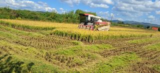 이복길님의 벼 · 영농일지 작성글 사진