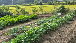 임붕철님의 기타작물 · 영농일지 작성글 사진