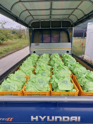 달빛이머무는곳님의 포도 · 영농일지 작성글 사진