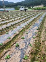 팜모닝 배추·영농일지 게시글 이미지