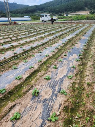 내몸애좋아님의 배추 · 영농일지 작성글 사진