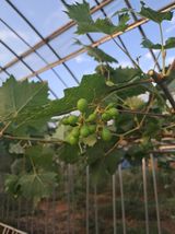 팜모닝 포도·영농일지 게시글 이미지