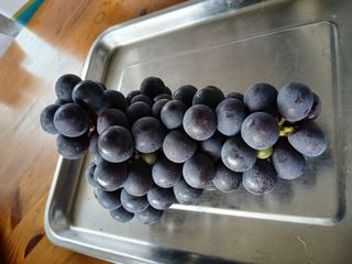 금강산푸른농원(운악님의 기타작물 · 영농일지 작성글 사진