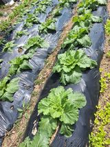 팜모닝 기타작물·영농일지 게시글 이미지