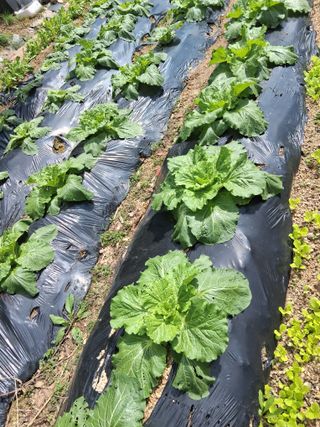 양파15542님의 기타작물 · 영농일지 작성글 사진