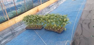 토마토아부지왕궁면님의 기타작물 · 영농일지 작성글 사진