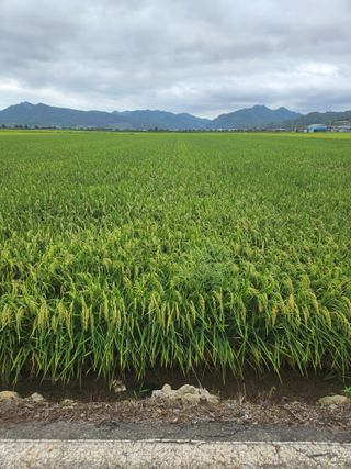 조숙희님의 벼 · 영농일지 작성글 사진