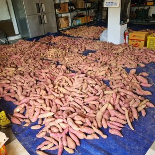 권오택님의 고구마 · 영농일지 작성글 사진