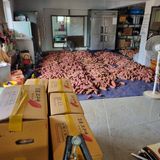 팜모닝 고구마·영농일지 게시글 이미지