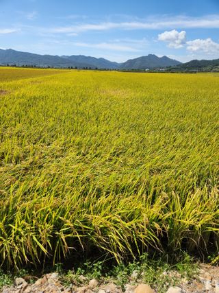 조숙희님의 벼 · 영농일지 작성글 사진