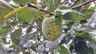 양동하님의 감 · 영농일지 작성글 사진