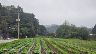임일재님의 배추 · 영농일지 작성글 사진