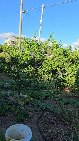 보문거사님의 고추 · 영농일지 작성글 사진