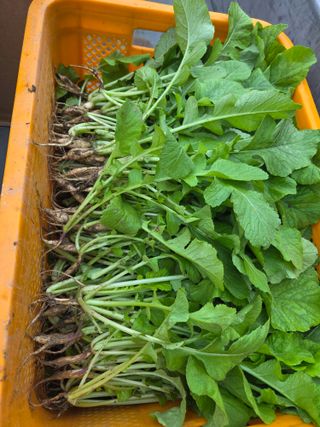 서녕이님의 배추 · 영농일지 작성글 사진