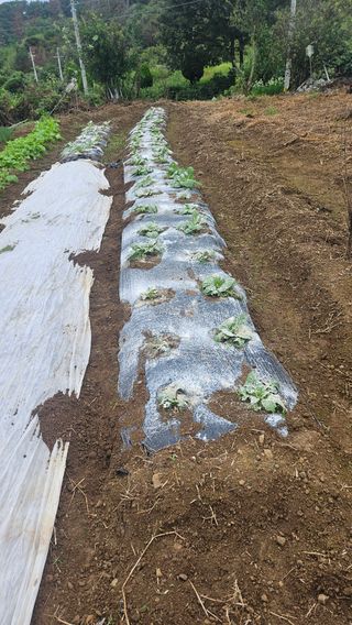 김장수님의 기타작물 · 영농일지 작성글 사진