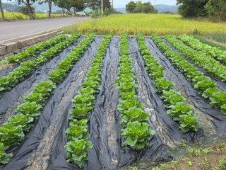 서녕이님의 배추 · 영농일지 작성글 사진
