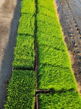 팜모닝 벼·영농일지 게시글 이미지