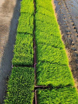 조숙희님의 벼 · 영농일지 작성글 사진