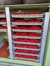 팜모닝 기타작물·영농일지 게시글 이미지