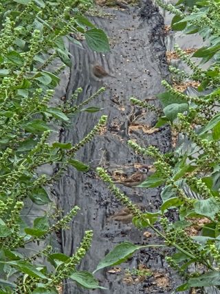 병섭님의 들깨 · 영농일지 작성글 사진