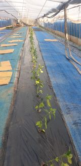 팜모닝 기타작물·영농일지 게시글 이미지