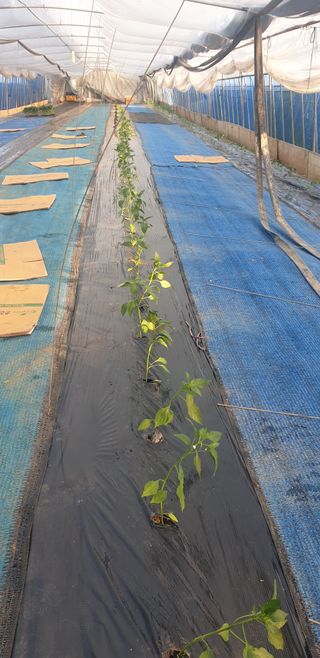 토마토아부지왕궁면님의 기타작물 · 영농일지 작성글 사진