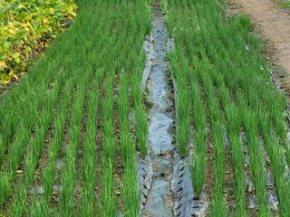 화양청정계곡농장님의 파 · 영농일지 작성글 사진