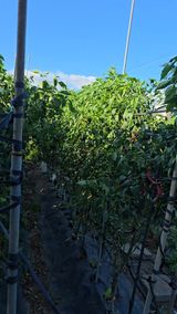 팜모닝 고추·영농일지 게시글 이미지