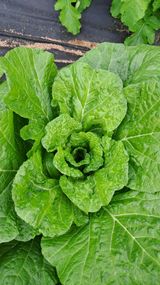 팜모닝 배추·영농일지 게시글 이미지