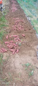 팜모닝 고구마·영농일지 게시글 이미지