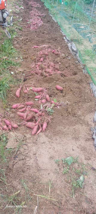 Blackbear님의 고구마 · 영농일지 작성글 사진