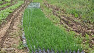 임일재님의 배추 · 영농일지 작성글 사진