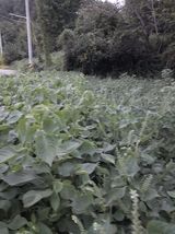 팜모닝 기타작물·영농일지 게시글 이미지