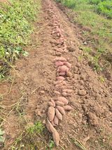 팜모닝 고구마·영농일지 게시글 이미지