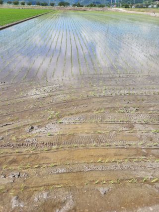 조숙희님의 벼 · 영농일지 작성글 사진