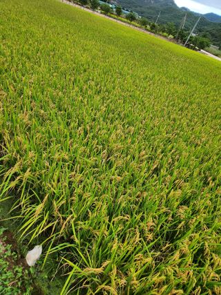 조숙희님의 벼 · 영농일지 작성글 사진
