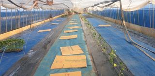 토마토아부지왕궁면님의 기타작물 · 영농일지 작성글 사진