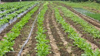 임일재님의 배추 · 영농일지 작성글 사진