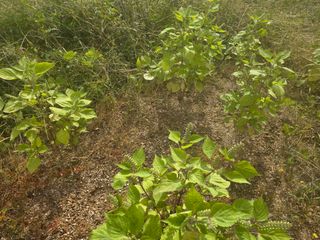 정윤주님의 들깨 · 영농일지 작성글 사진