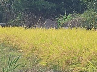 이미옥님의 벼 · 영농일지 작성글 사진